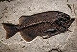 Green River Fossil Fish Mural with Rare Ultrashort-Nose Gar Fish #370577-3